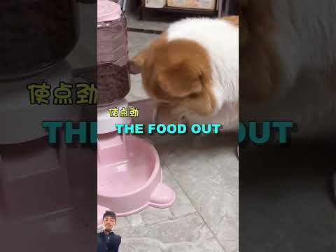 puppy is sad 😢😢😢 #sad #sadpuppy #shortvideo #youtubeshorts #ytshorts #shorts