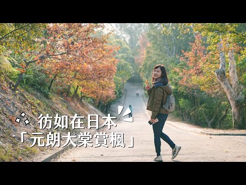 【貝遊香港】沒有日本也能在港賞紅葉～大棠楓香林GO！詳細路線情報*航拍