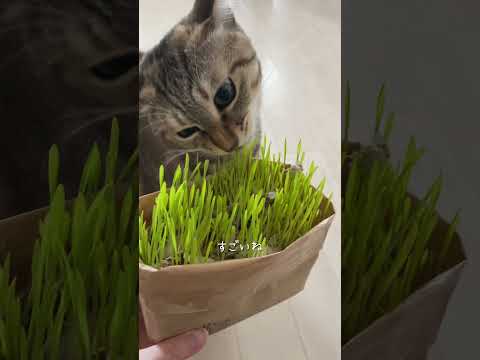 根こそぎ食べたいそうです　#猫 #猫のいる暮らし #猫草 #無印良品