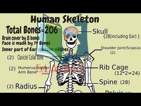 Skeleton System #neet2023 #neet #biology #class12th #class10th