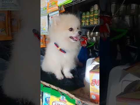 ang masungit na tindera #shortvideo #dog