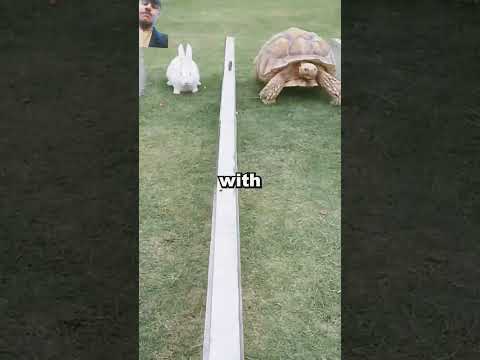 Turtle and rabbit race 😀🙌😀 #turtle #win #rabbit #race #shortvedio #shots #shorts