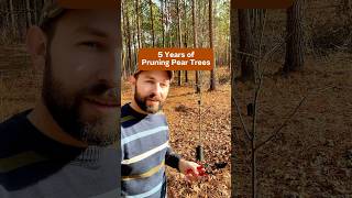 5 Years of Pruning Pear Trees #shorts #gardening #fruittrees #growyourownfood #homesteading #fruit