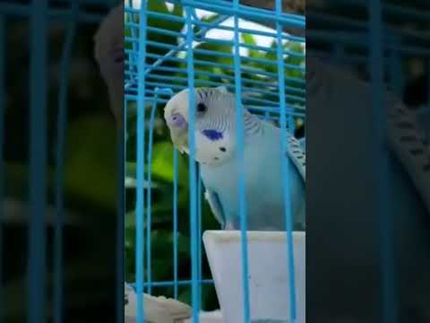 cutie birds subscribe