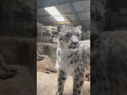 Snow leopard at the Northumberland zoo #animals #snowleopards #zoo #cats #shorts