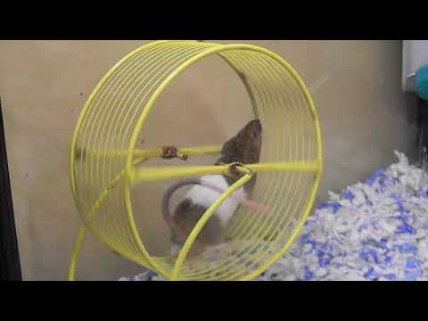Brown and White Mouse running on wheel