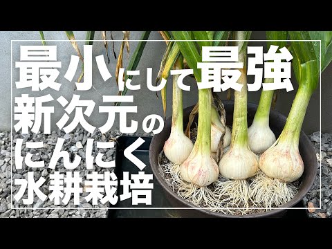 【省スペース栽培】にんにくを小さいプランターで6個収穫する方法！水耕栽培（養液栽培）を徹底解説｜