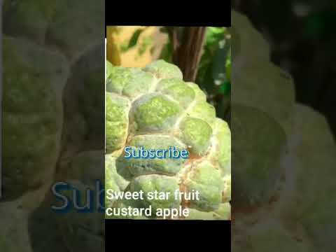 sweet custard apple