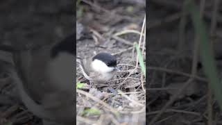 Willow tit woodland bird #birds #wildlifewatching #nature #birdwatching #wildlife #wildbirds