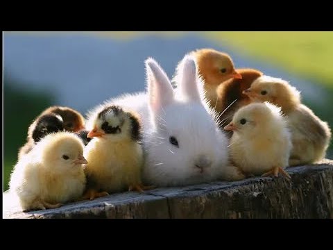 #littleanimals #naturelovers #farm