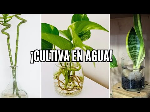 12 Suculentas que puedes CULTIVAR solo en ÁGUA