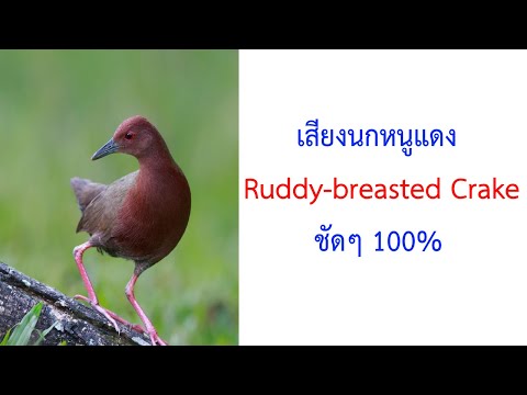 เสียงนกหนูแดง Ruddy-breasted Crake ชัดๆ 2021