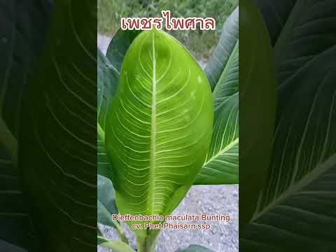 ต้นเพชรไพศาล
