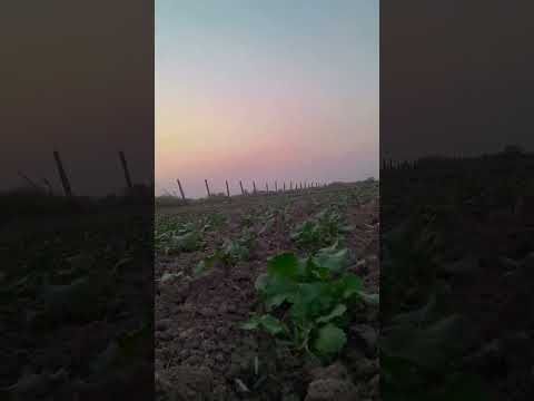 #farming #desi #villagelife @lakhapatmeena3747