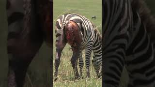 Baby Zebra rescue by mom
