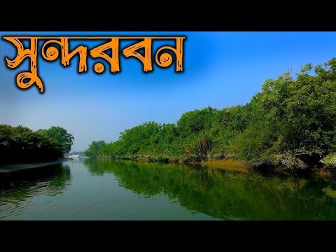 সুন্দরবন | সবচেয়ে বড় ম্যানগ্রোভ বন |কৌতূহল | Largest Mangrove Forest Sundarbans