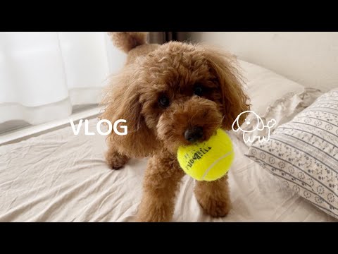 お気に入りのボールは渡さないよ🐶🎾トイプードルの日常VLOG