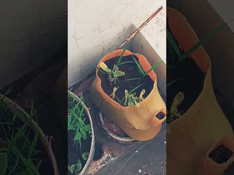 #nature #naturelovers #rooftopgarden #planttrees #healthy #green #savenature #gardening