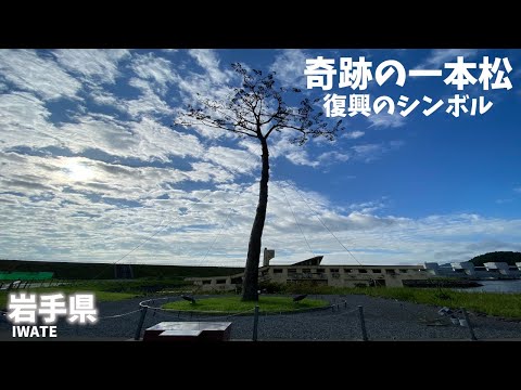 【岩手県観光】東日本大震災の津波で多くの松がなぎ倒される中で残ることができた「奇跡の一本松」は復興のシンボル[Iwate Prefecture] A miraculous lone pine tree