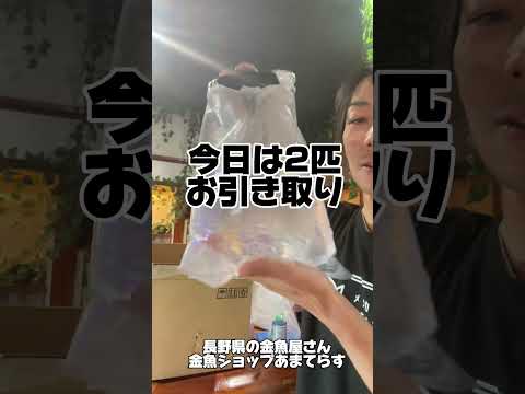 金魚お引き取りしました！飼育でお困りの方おりましたら是非当店にご相談下さい！金魚ショップあまてらす