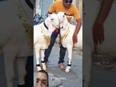 MA Sha Allah gulabi bakry #gulabibakri #goat #cow #sojatgoats #gulabigoats #sojatgoatfarm #animals