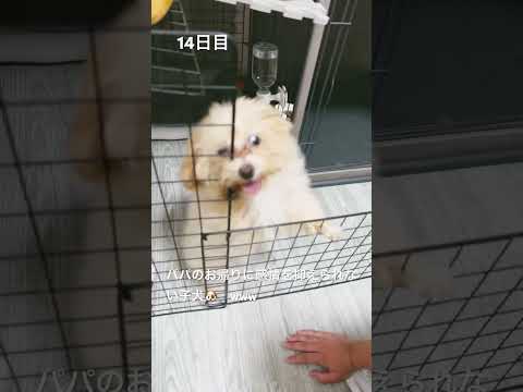 14日目　遅く帰って来た父に夢中❤️