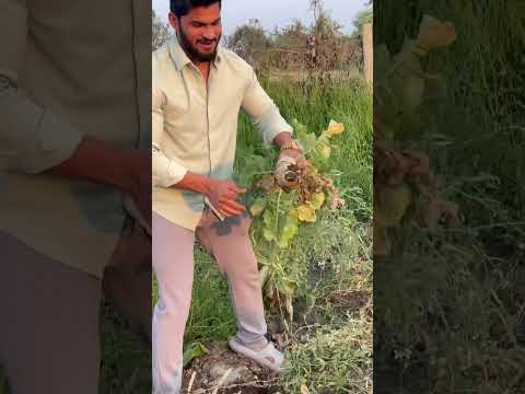 Farm pr sab milega ab organic #pawansahu #love #naturalbodybilding #hindumantra #hinduprayer