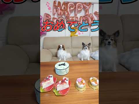 誕生日おめでとう🎂 #happybirthday #かわいい犬 #癒し