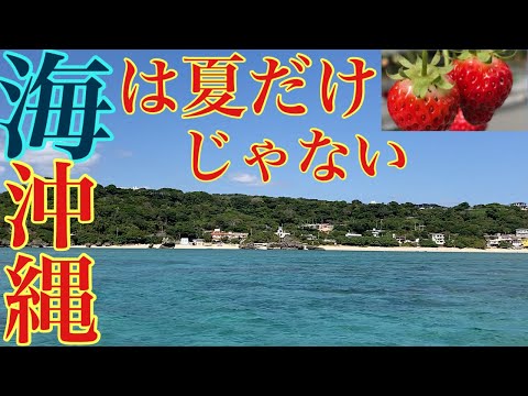 ２月でも楽しめる海ガラスボート／イチゴ狩り／海の見えるCafe