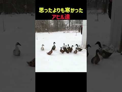 思ったよりも寒かったアヒルたち
