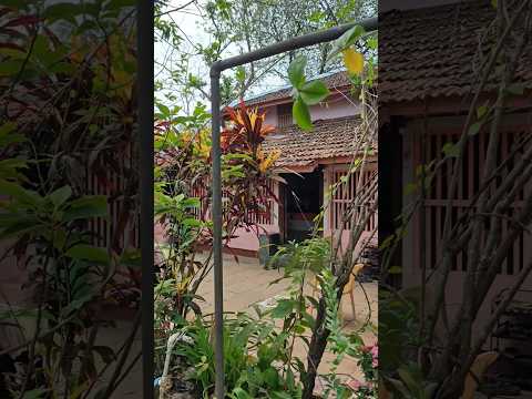 Kokan🌿 | Village Home| कोकण|