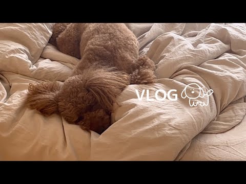 トイプードルのVLOG🐶カフェにいった日🍰