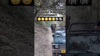 Elephant Attack During Jim Corbett Jungle Safari! 😱🐘 #WildlifeMoments.