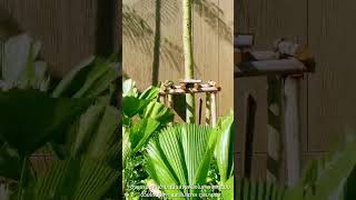 𝐀 𝐍𝐞𝐰 𝐋𝐮𝐱𝐮𝐫𝐲 | Simply Natural Heritage  l  EP.1