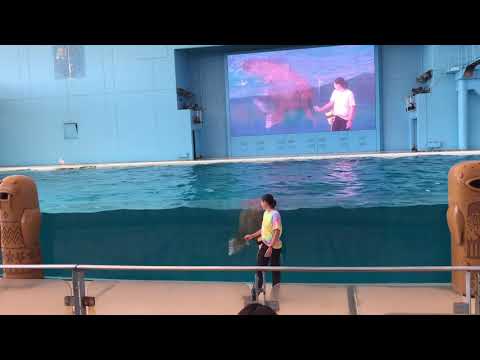 【Hakkeijima Sea paradise 】walrus KANAGAWA.JAPAN セイウチのダンス　〜2021 summer〜