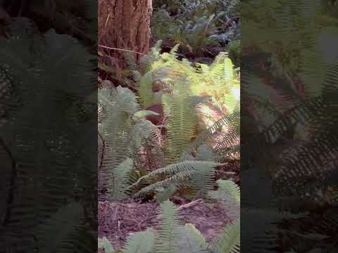 Spotted a deer in Redwood National Park