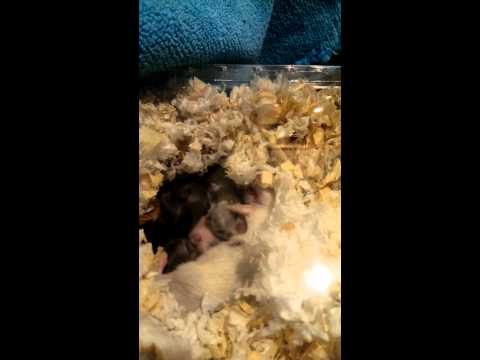 倉鼠 三線鼠 出生紀錄 三線鼠寶寶 【DAY10】