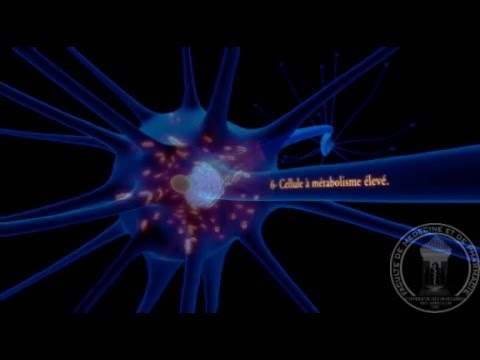 Physiologie du système nerveux : Neurone - partie 2