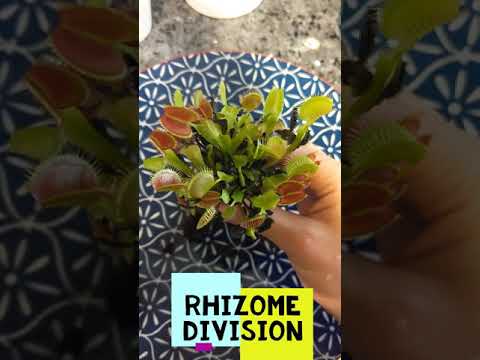 Venus Flytrap Propagation Through Rhizome Division #shorts