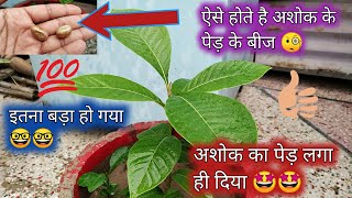 अशोक का पेड़ लगा ही दिया 🌱|| केसा होता है अशोक के पेड़ का बीज 🌱🌱 || Subscribe For More Videos