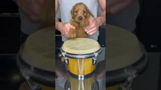 Puppy Drums #shorts