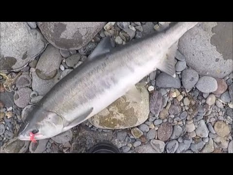 晩秋の知床の鮭を釣れ！鮭釣り最終章の巻き