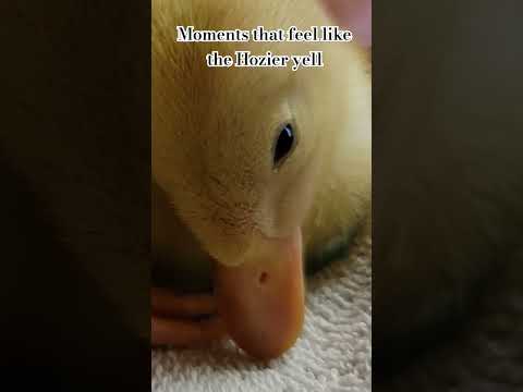 Moments that feel like the Hozier yell- Raising baby ducks #homestead #ducklings