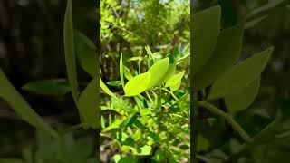 iPhone 11 📱🎥#ytshorts #iphone11 #blurvideotutorial