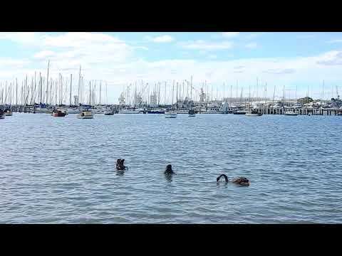 2020.02.16 Three Black Swans Elton Y 1080  The Strand Williamstown