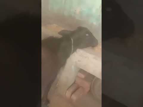 #ytshort #animallover #cute #cutebuffalo #viral #animal #little #trending #cutecow #haryana