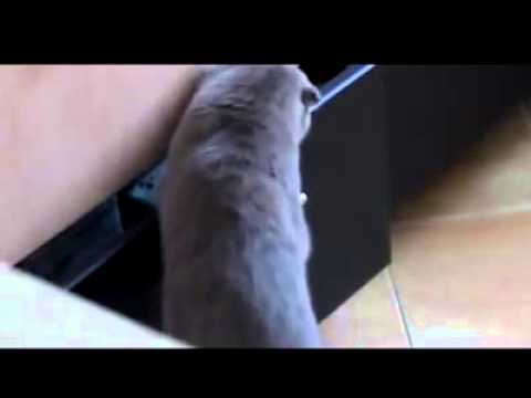 Scotland Fold Cat Caught Red Handed LOL Priceless, Hilarious