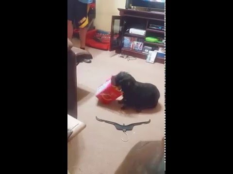 Dachshund enjoys A McDonald's Kids Meal