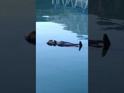 The Most Adorable Thing You'll See Today... A Sleeping Sea Otter!