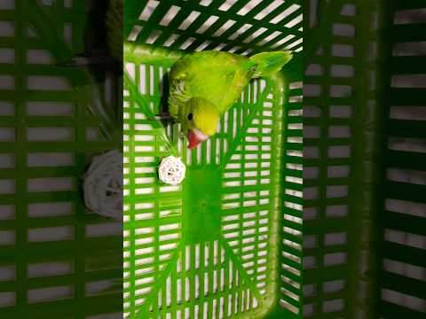 🦜#parrot #myfirstvlog #ytshorts #youtubeshorts #beutifull #birds #birdslover #india #viralvideo